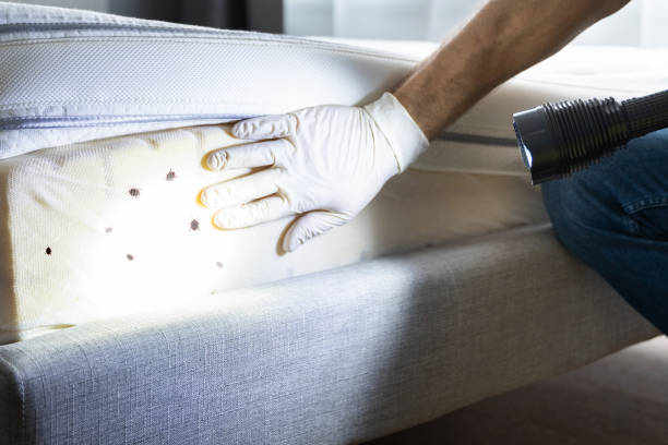 Professional Pest Control in Daleville, AL