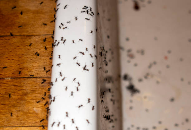 Best Emergency Pest Control  in Deville, AL