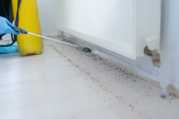 Best Pest Prevention Services  in Deville, AL